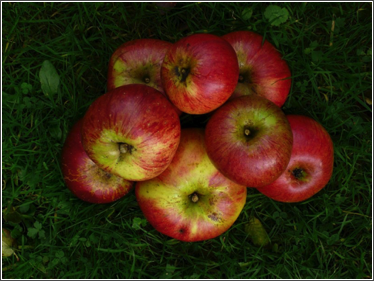 bham apples